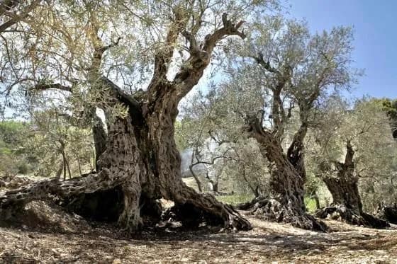 THE WORLD’S OLDEST LIVING OLIVE TREES ARE IN LEBANON