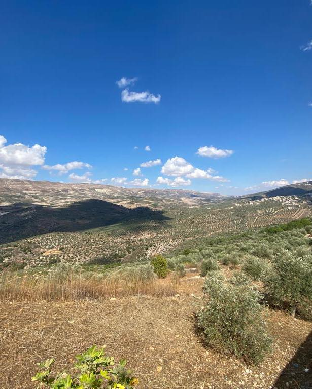 Olive Oil Fields